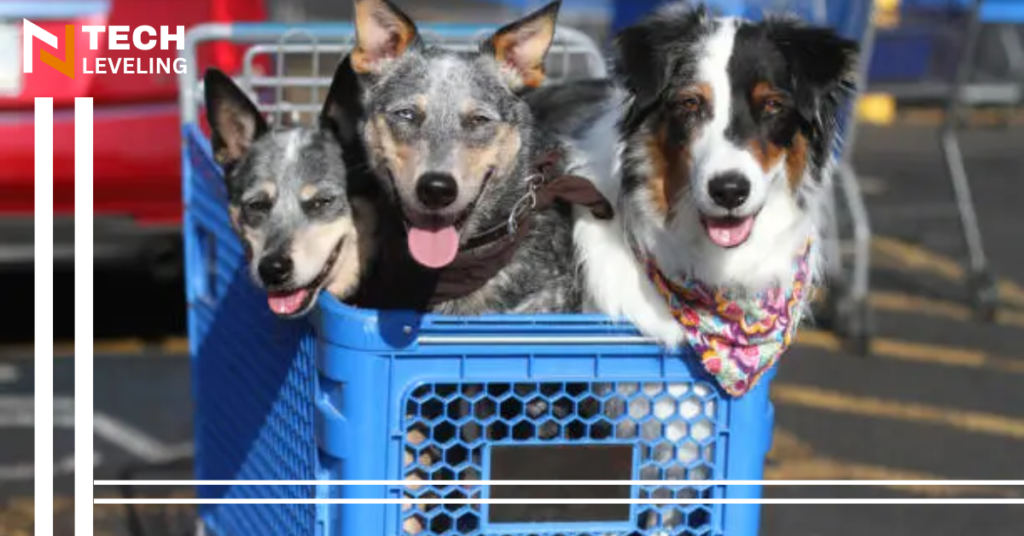 animal welfare. Next time you’re at PetSmart, take a look at their adoption center – your perfect cat might be waiting for you!